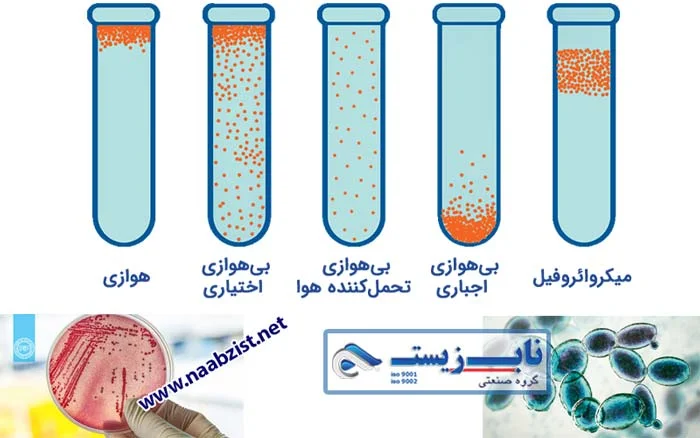 خشک کردن انجمادی باکتریهای درون گندانبار