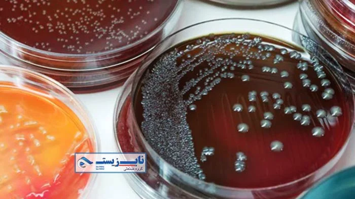 تخمیر مایع در گندانبار
