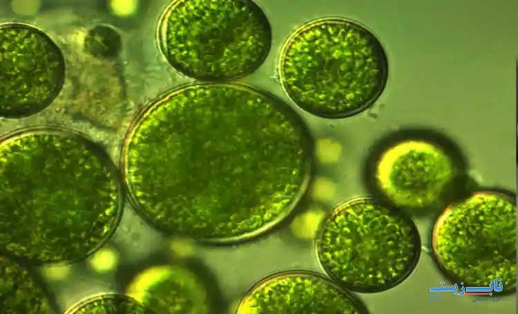 انواع جلبک های موجود در منابع آب