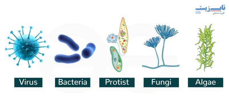 انواع مختلف میکروارگانیسم