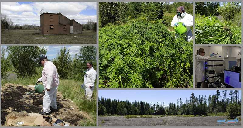 طراحی سیستم گیاه پالایی