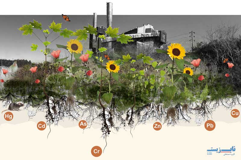 مزایای گیاه پالایی