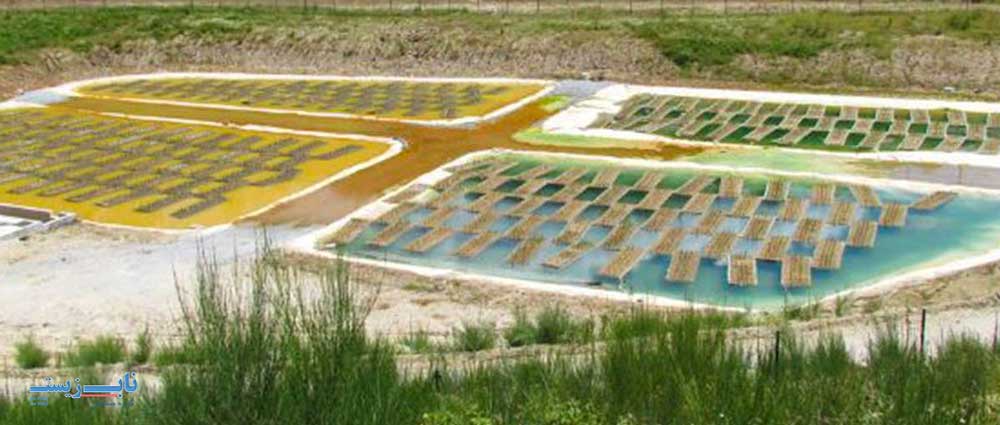 کاربردهای گیاه پالایی