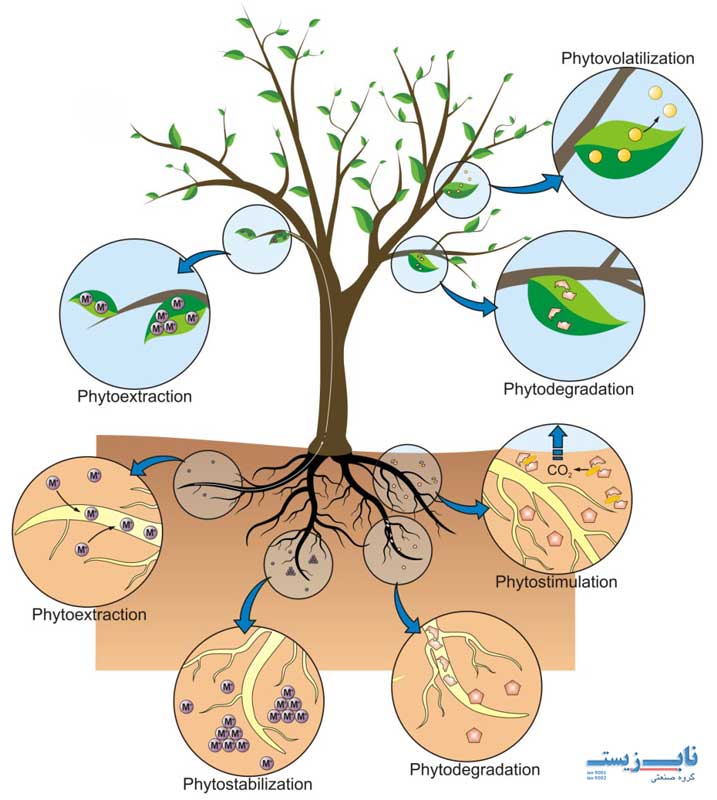 گیاه پالایی